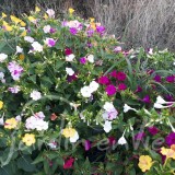 MIRABILIS Belle de nuit