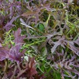 MIZUNA ROUGE salade asiatique