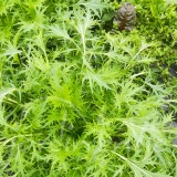 MIZUNA VERTE salade asiatique