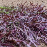 MOUTARDE Rouge métis