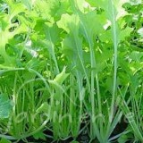 NAMENIA salade asiatique