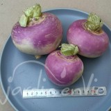 NAVET Blanc globe à collet violet (automne)