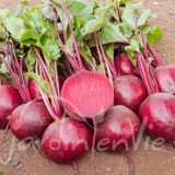 BETTERAVE Rouge globe Jannis