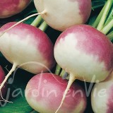 NAVET Milan à forcer à collet rose (printemps)