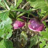 NAVET Nancy à feuille entière (automne)