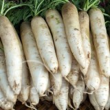 NAVET Précoce de Croissy (printemps)