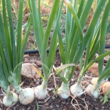 OIGNON jaune des Cévennes