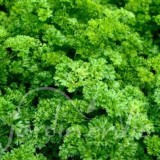 PERSIL Frisé nain mousse