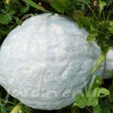 COURGE Hubbard Blue