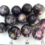 PHYSALIS Ixocarpa ou tomatillo du Mexique