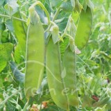 POIS GOURMAND Sweet horizon