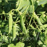 POIS NAIN Douce Provence