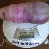 RADIS D'HIVER mélange des 4 variétés