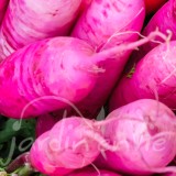 RADIS D'HIVER Rose d'Hiver de Chine