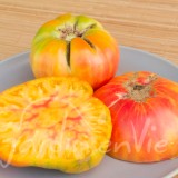 TOMATE Ananas TOM (sélection humide)