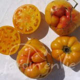 TOMATE Ananas PDT (sélection sec)