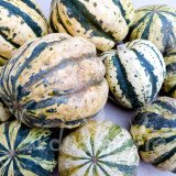 COURGE Patidou (sweet dumpling)