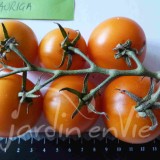 TOMATE Auriga
