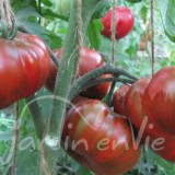 TOMATE Banded amazon