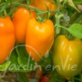 TOMATE Banane orange