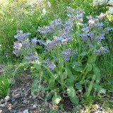 BOURRACHE Officinale