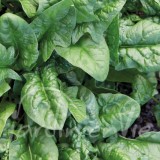 ÉPINARD Matador (Viking)