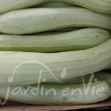 COURGETTE Blanche de Virginie
