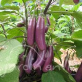 AUBERGINE Pusa purple cluster