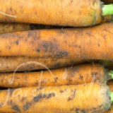 CAROTTE Jaune obtuse du Doubs