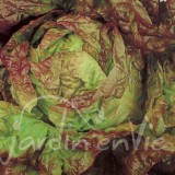 LAITUE POMMÉE Brune d'hiver (ou passion brune)