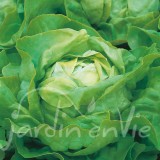 LAITUE POMMÉE Merveille d'hiver