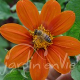TITHONIA Torch