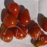 TOMATE Cerise Poire rouge