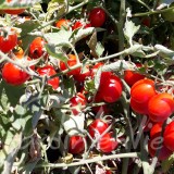 TOMATE Prince Borghese