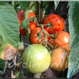 TOMATE Casaque rouge