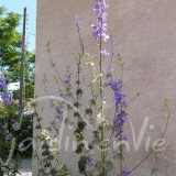 PIED D'ALOUETTE ou Delphinium