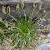 PLANTAIN Corne de cerf