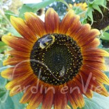 TOURNESOL grand en mélange décoratif