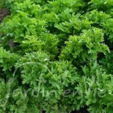 WASABINO Salade asiatique