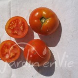 TOMATE Petit arbre