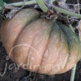 COURGE Futsu black