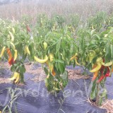 POIVRON Banana Early