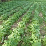 HARICOT NAIN Cupidon