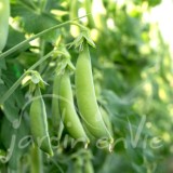 POIS CROQUANT Delikett