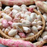 HARICOT NAIN COCO Big borlotto