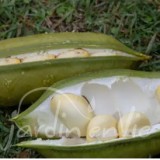 HARICOT NAIN COCO Coco blancs