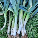 POIREAU Bleu de Solaise