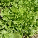 CHICORÉE SCAROLE Géante maraîchère