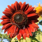 TOURNESOL des jardins pourpre