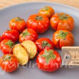 AUBERGINE Orange de Turquie